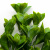 Трава искусственная -1, шт (эвкалипт лист 32 см/8 см)				 - купить в Череповце. Цена: 169.93 руб.